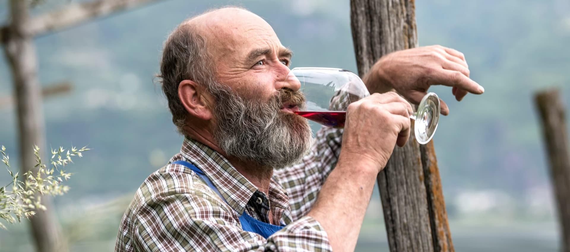 wines of merano and south tyrol dolomites nothern italy