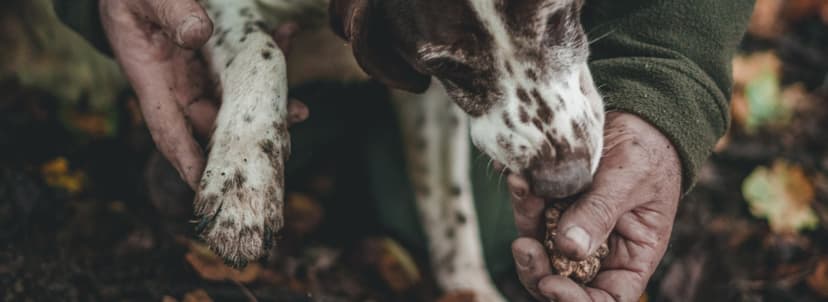 From Forest to Table, White Truffle Hunting in Tuscany
