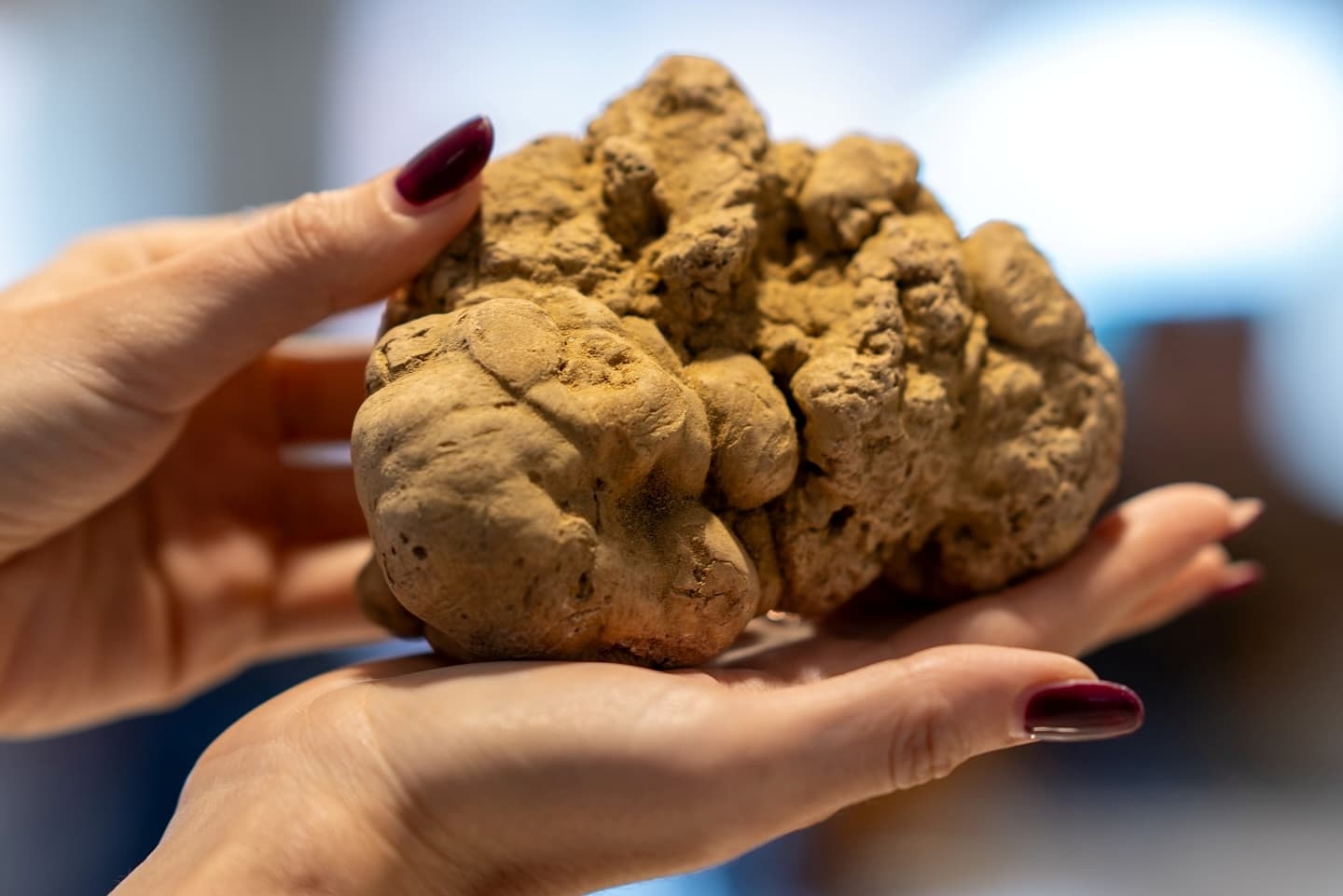 white truffle hunting tour tuscany