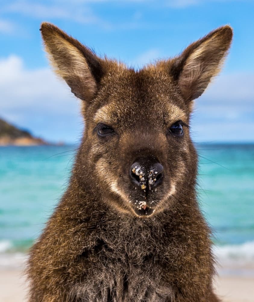 The Freycinet Experience Walk: Tasmania's Ultimate Coastal Adventure