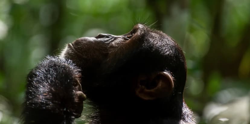 Inside Pabidi Lodge, Uganda's New Luxury Base for Budongo Forest Chimpanzee Safaris
